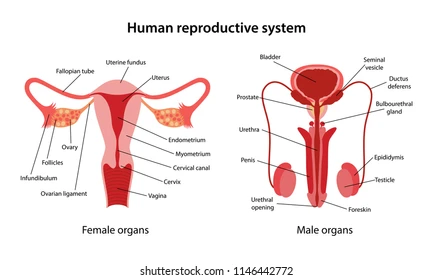 human-reproductive-system-main-parts-260nw-1146442772